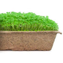 Urban Cultivator Lemon Balm Seeds SDB-LEM IMAGE 1