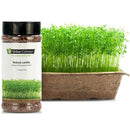 Urban Cultivator Organic Robust Lentils Seeds SD-LEN IMAGE 1