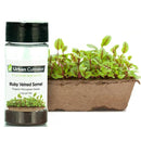Urban Cultivator Organic Ruby Veined Sorrel Seeds SD-SRV IMAGE 1