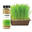 Urban Cultivator Organic Sweet Wheatgrass Seeds SD-WHE IMAGE 1