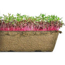 Urban Cultivator Malt Amaranth Seeds SDB-AMA IMAGE 1