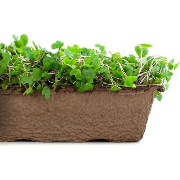 Urban Cultivator Crimson Crunchy Cabbage Seeds SDB-CAB IMAGE 1