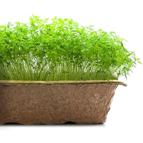 Urban Cultivator Delicate Chervil Seeds SDB-CHE IMAGE 1