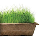 Urban Cultivator Mild Chives Seeds SDB-CHI IMAGE 1