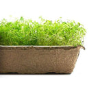 Urban Cultivator Citrus Dill Seeds SDB-DIL IMAGE 1