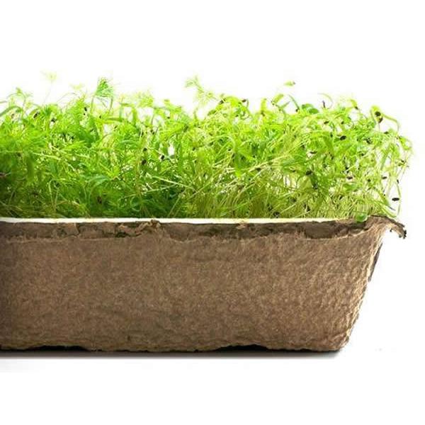 Urban Cultivator Citrus Dill Seeds SDB-DIL IMAGE 1
