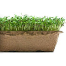 Urban Cultivator Maple Fenugreek Seeds SDB-FEN IMAGE 1