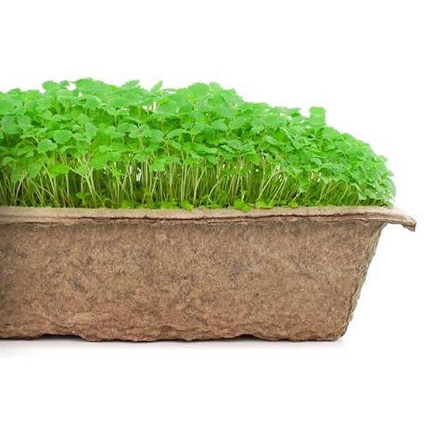 Urban Cultivator Lemon Balm Seeds SDB-LEM IMAGE 1