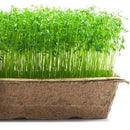 Urban Cultivator Robust Lentils Seeds SDB-LEN IMAGE 1