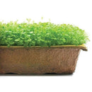 Urban Cultivator Crisp Lettuce Seeds SDB-LET IMAGE 1