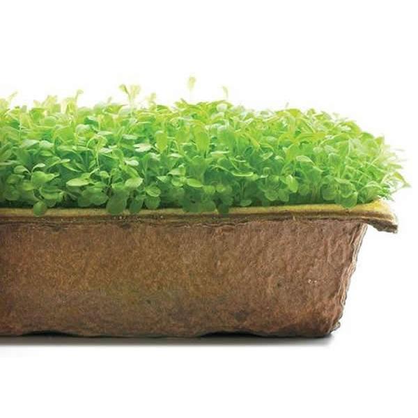 Urban Cultivator Crisp Lettuce Seeds SDB-LET IMAGE 1