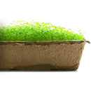 Urban Cultivator Aromatic Marjoram Seeds SDB-MAR IMAGE 1