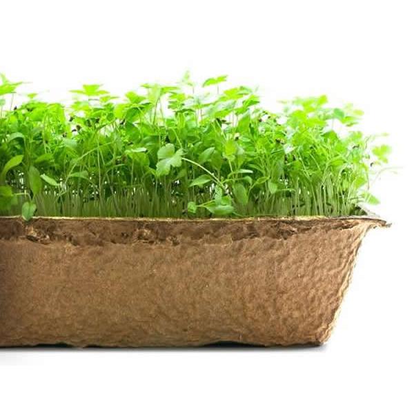Urban Cultivator Fresh Parsley Seeds SDB-PAR IMAGE 1