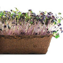 Urban Cultivator Indigo Radish Seeds SDB-PUR IMAGE 1