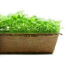Urban Cultivator Woodsy Sage Seeds SDB-SAG IMAGE 1
