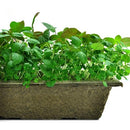Urban Cultivator Licorice Shiso Seeds SDB-SHI IMAGE 1