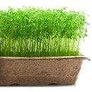 Urban Cultivator Tart Sorrel Seeds SDB-SOR IMAGE 1