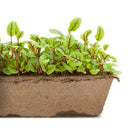 Urban Cultivator Ruby Veined Sorrel Seeds SDB-SRV IMAGE 1