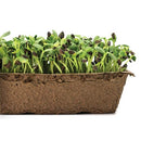 Urban Cultivator Hearty Sunflower Seeds SDB-SUN IMAGE 1