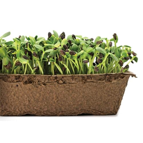 Urban Cultivator Hearty Sunflower Seeds SDB-SUN IMAGE 1