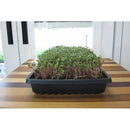 Urban Cultivator Bold Swiss Chard Seeds SDB-SWI IMAGE 1