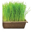 Urban Cultivator Sweet Wheatgrass Seeds SDB-WHE IMAGE 1