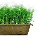 Urban Cultivator Amber Pea Seeds SDB-YEL IMAGE 1